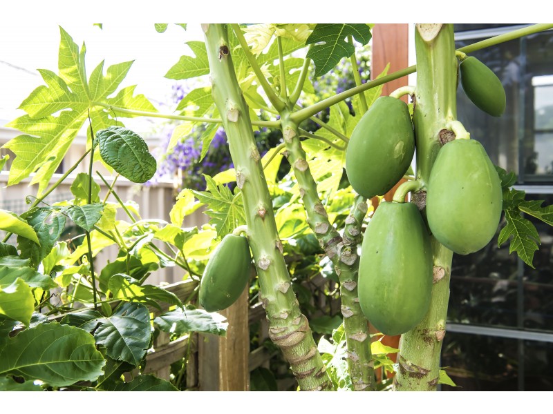 4/20 Sherwood Road, Port Macquarie NSW 2444