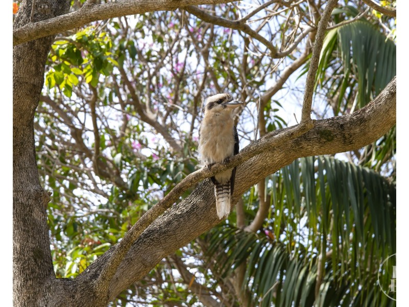 60 Cattle Brook Road, Port Macquarie NSW 2444