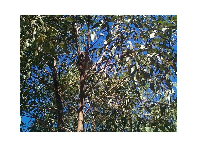 39 Sassafras Street, Pottsville NSW 2489