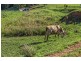 147 Pottsville Road, Mooball NSW 2483