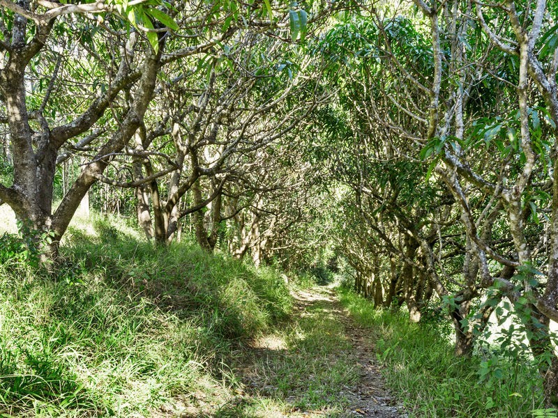 240 Crabbes Creek Road, Crabbes Creek NSW 2483