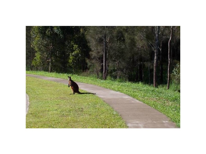 38 Sugar Glider Drive, Pottsville NSW 2489