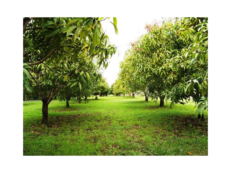 7 Lindeman Drive, Bloomsbury QLD 4799