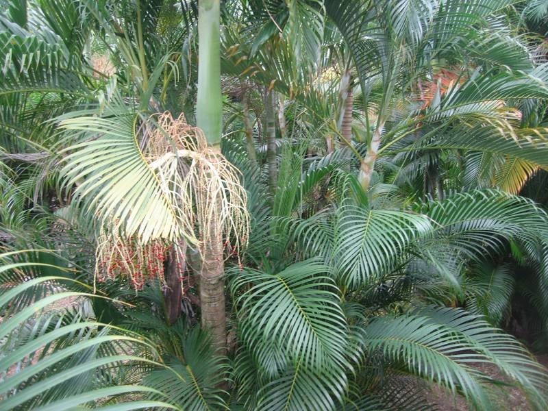 6 Country Road, Cannonvale QLD 4802