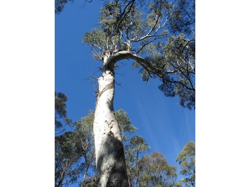 Korweinguboora VIC 3461