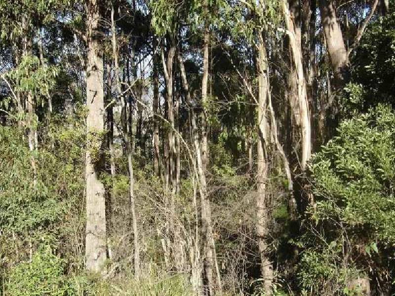 2208 Gardiners Creek Road, St Marys TAS 7215