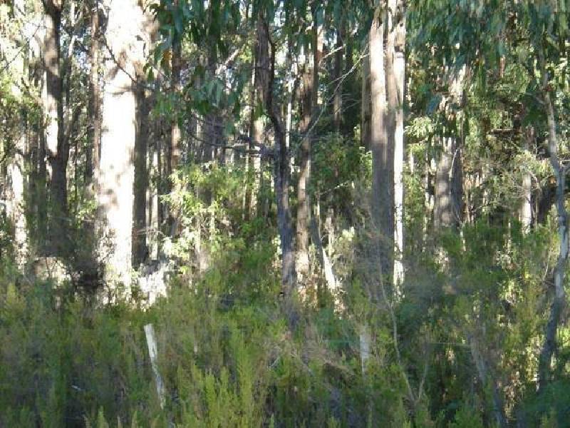 2208 Gardiners Creek Road, St Marys TAS 7215