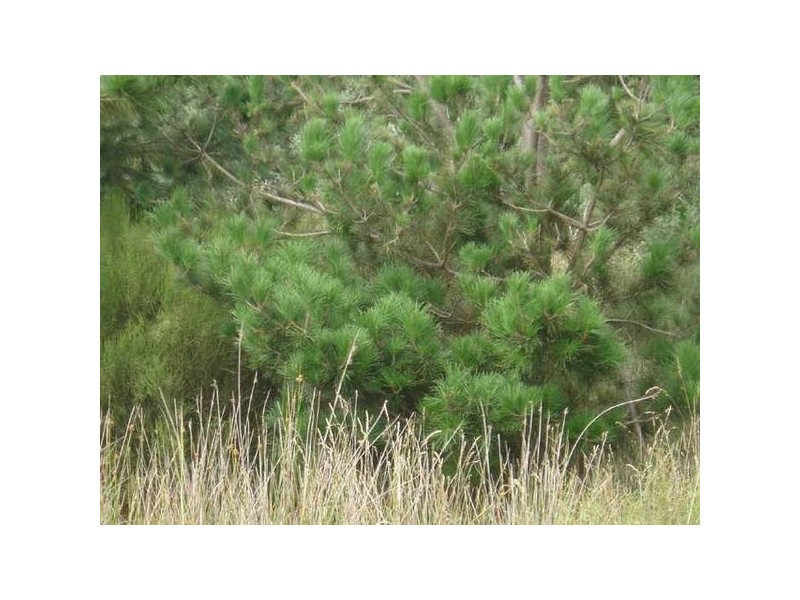 PID 2207574 High Street, Mathinna TAS 7214