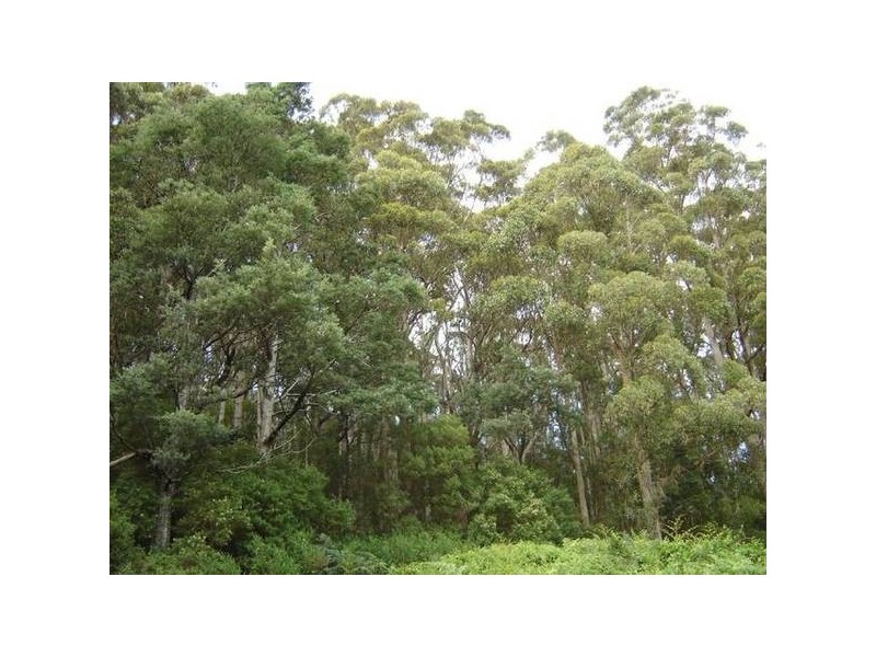 PID 2632810 Lottah Road, Lottah TAS 7216