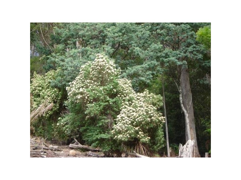 PID 6798789 Lottah Road, Lottah TAS 7216