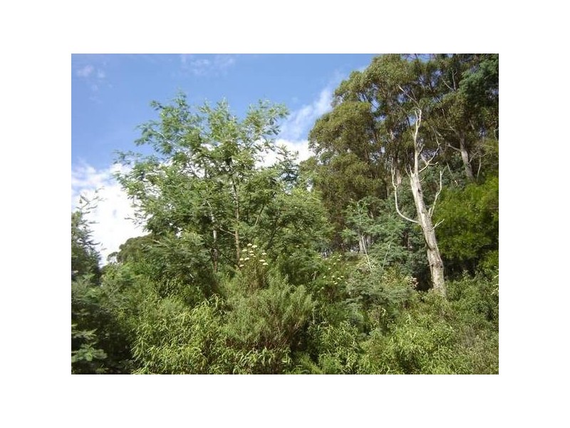 PID 6798789 Lottah Road, Lottah TAS 7216