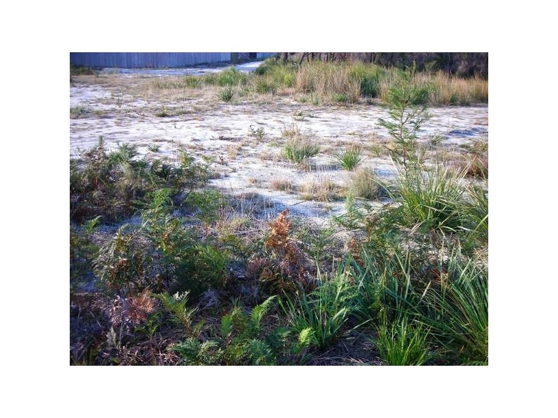 5 Bittern, Stieglitz TAS 7216