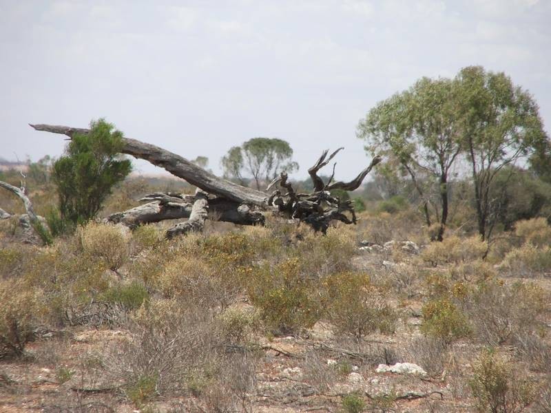 allot 56 Moorundie Road, Swan Reach SA 5354