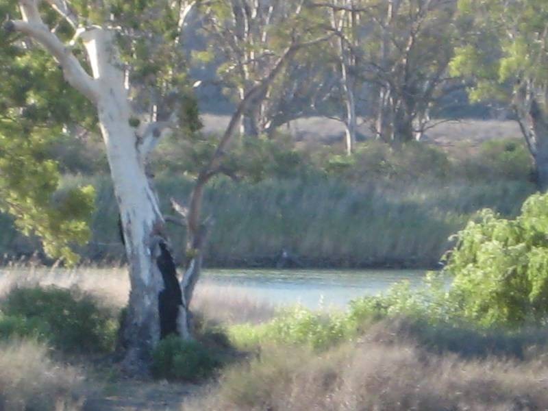 7 & 8 Swan Reach Road, Nildottie SA 5238