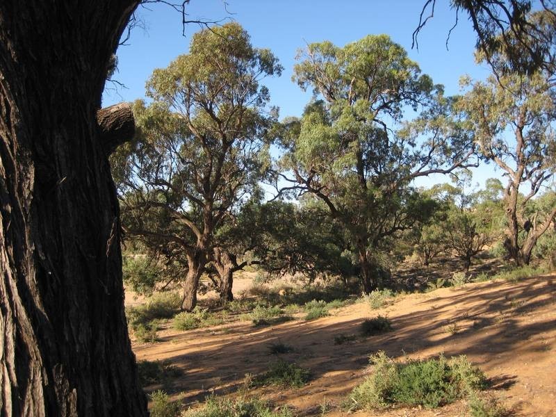 7 & 8 Swan Reach Road, Nildottie SA 5238