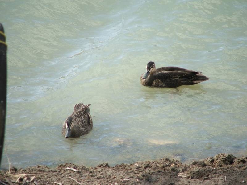 3 Sprinkler Drive, Walker Flat via, Mannum SA 5238