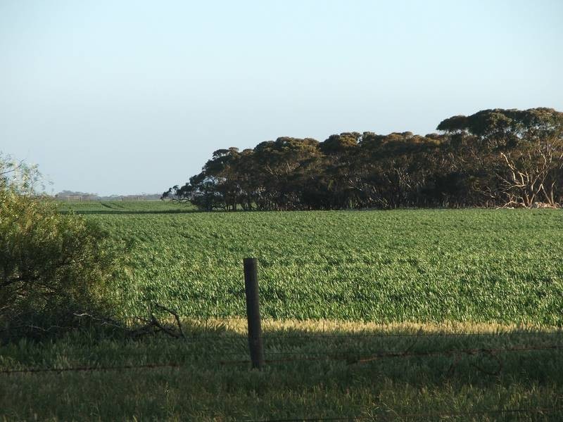 Lot 282,  Sedan Road, Cambrai SA 5353