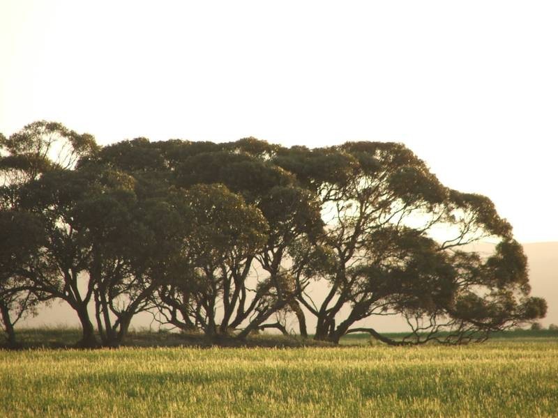 Lot 282,  Sedan Road, Cambrai SA 5353