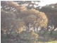 Lot 282,  Sedan Road, Cambrai SA 5353