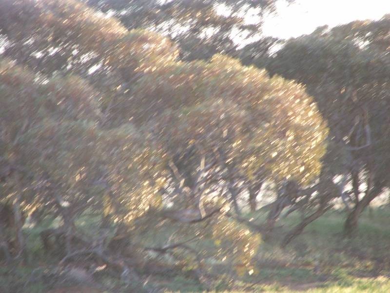 Lot 282,  Sedan Road, Cambrai SA 5353