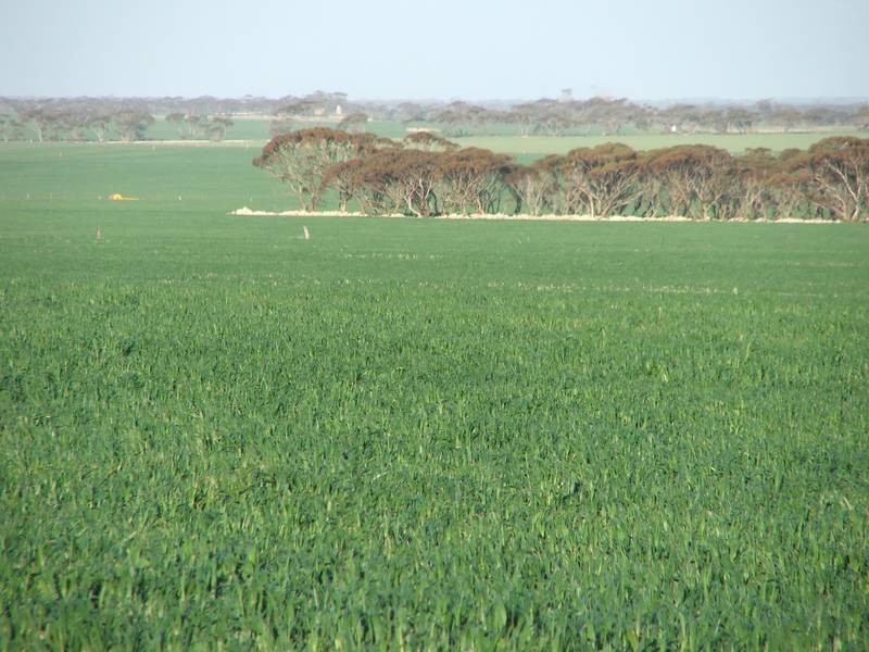 Sect 281 Corner Payne & Miller Roads, Sanderston SA 5237