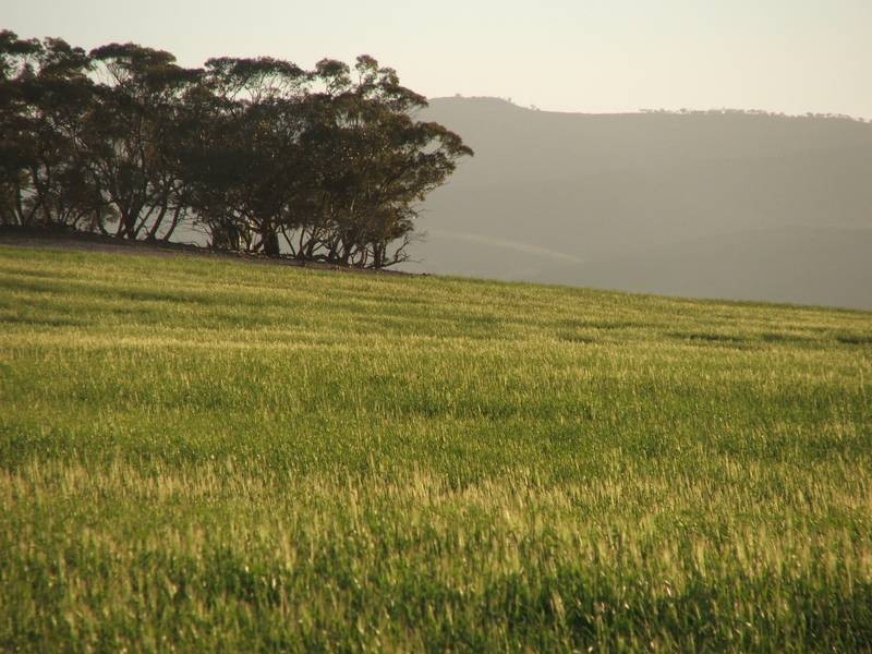 Sect 281 Corner Payne & Miller Roads, Sanderston SA 5237