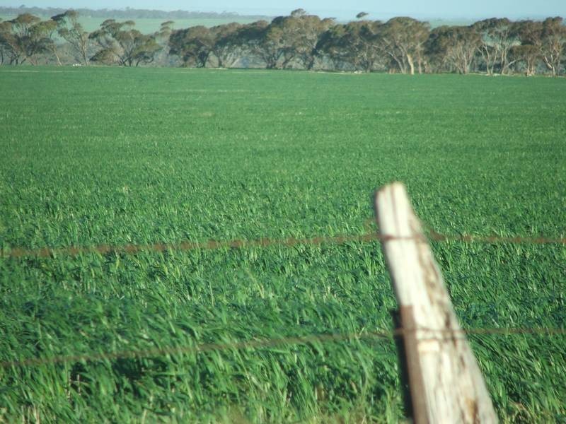 Sect 281 Corner Payne & Miller Roads, Sanderston SA 5237