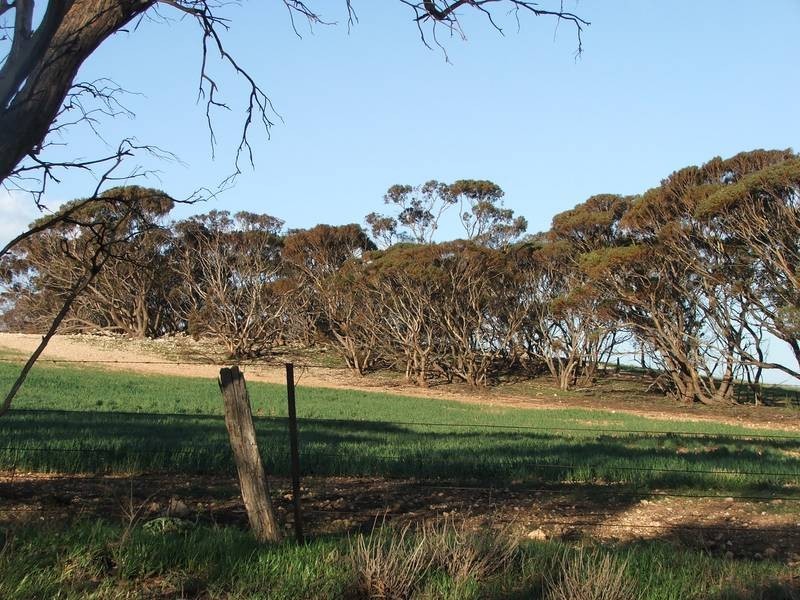 Sect 281 Corner Payne & Miller Roads, Sanderston SA 5237