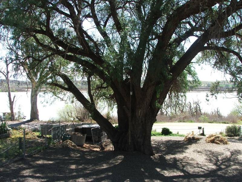 Lot 24 East Front Road ‘The Peppers’, Mannum SA 5238