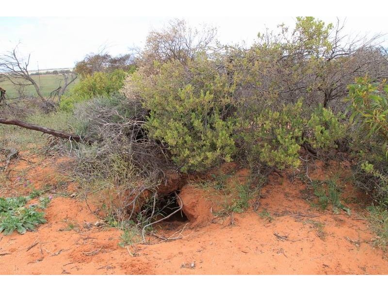 Mt Pleasant to Walker Flat Road, Angas Valley SA 5238