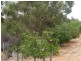 Sect 215 + 190 Blanchtown Road, Sedan SA 5353