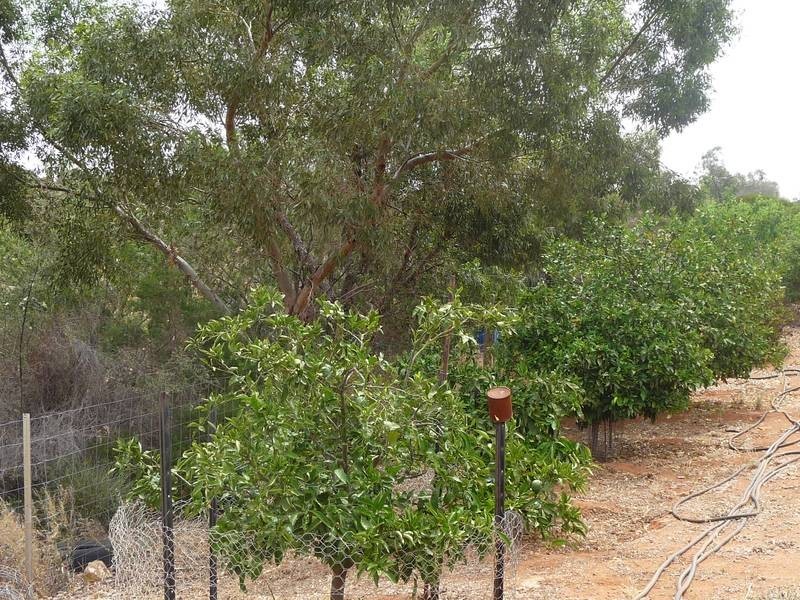 Sect 215 + 190 Blanchtown Road, Sedan SA 5353