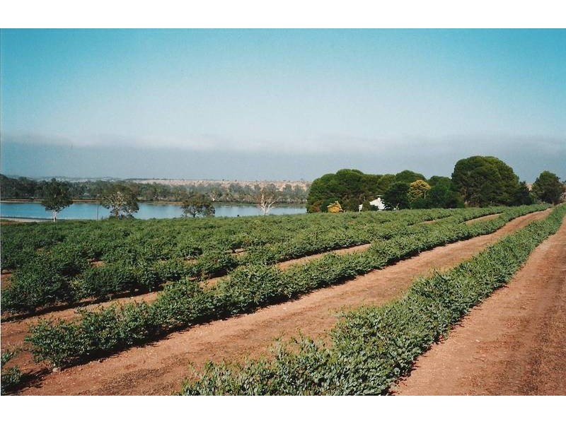 Sections Christian Road, Swan Reach SA 5354