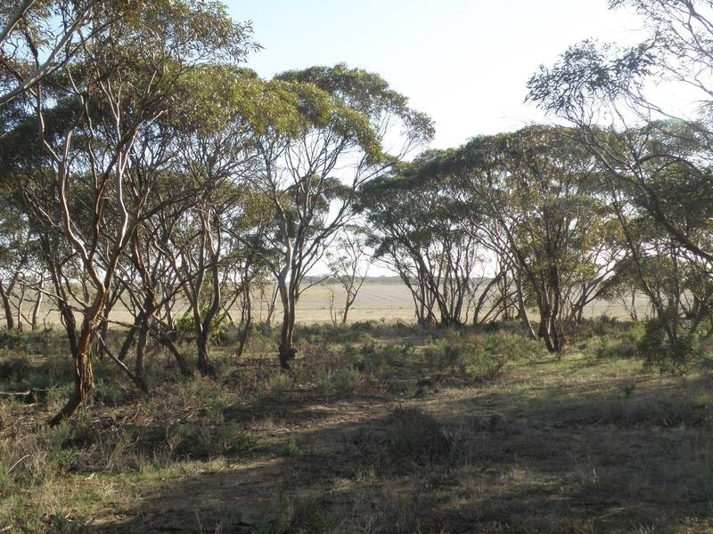 Lot 2 Sedan Rd, Punthari, Mannum SA 5238