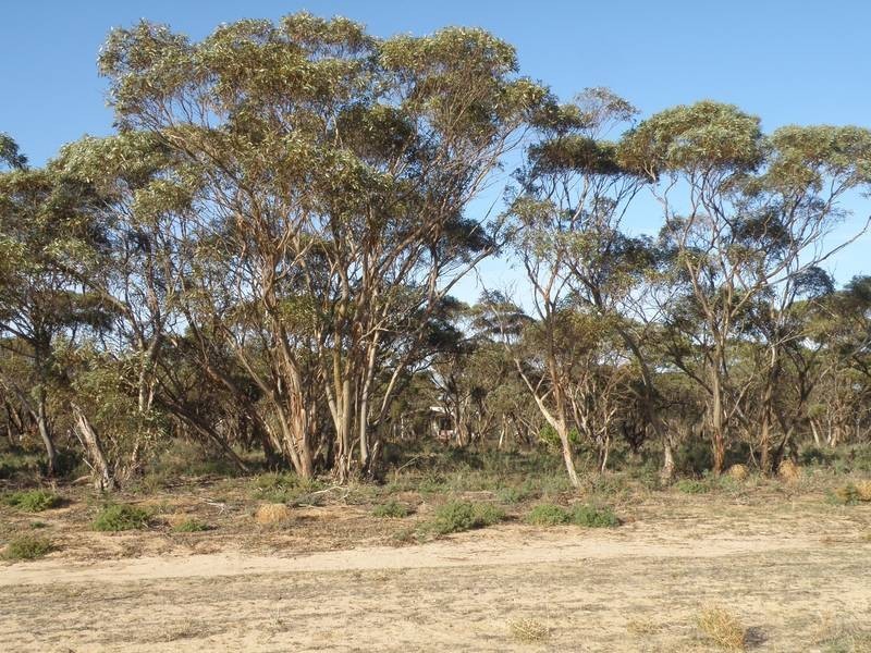 Lot 2 Sedan Rd, Punthari, Mannum SA 5238