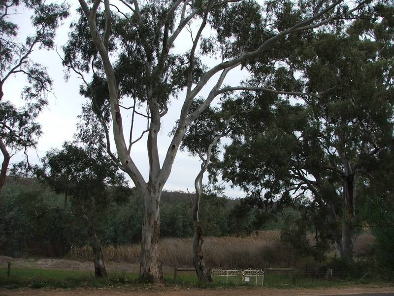 Lot 6 Purnong Road, Mannum SA 5238