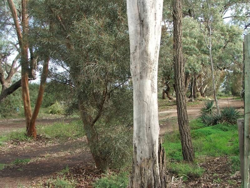 7 Porter Street, Cowirra SA 5238