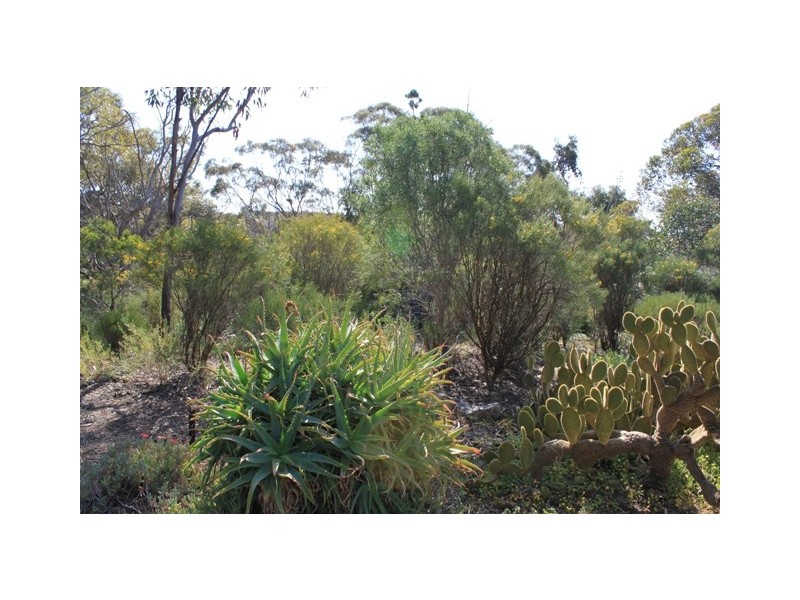 Allot 316 Cnr Murray Street & Needles Road, Caloote SA 5254