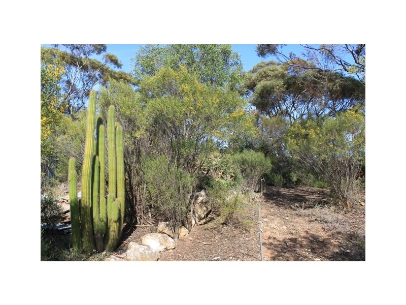Allot 316 Cnr Murray Street & Needles Road, Caloote SA 5254