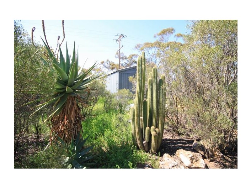 Allot 316 Cnr Murray Street & Needles Road, Caloote SA 5254