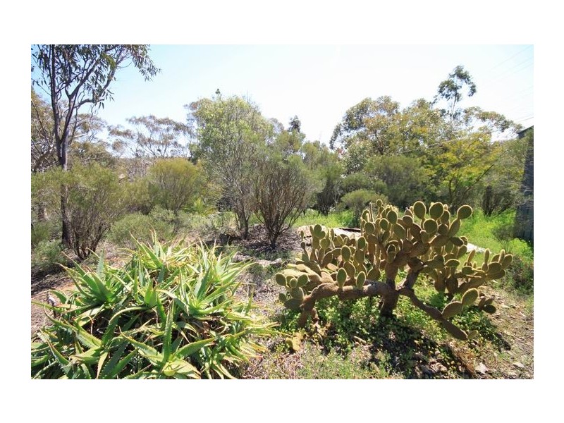 Allot 316 Cnr Murray Street & Needles Road, Caloote SA 5254