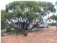 Sect. 4 Goondooloo Road, Bowhill SA 5238