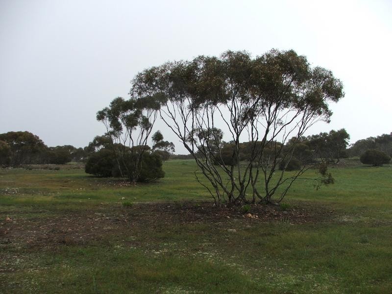 Sect. 4 Goondooloo Road, Bowhill SA 5238