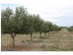 Lot 3 Cambrai Road, Sanderston SA 5237
