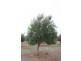 Lot 3 Cambrai Road, Sanderston SA 5237