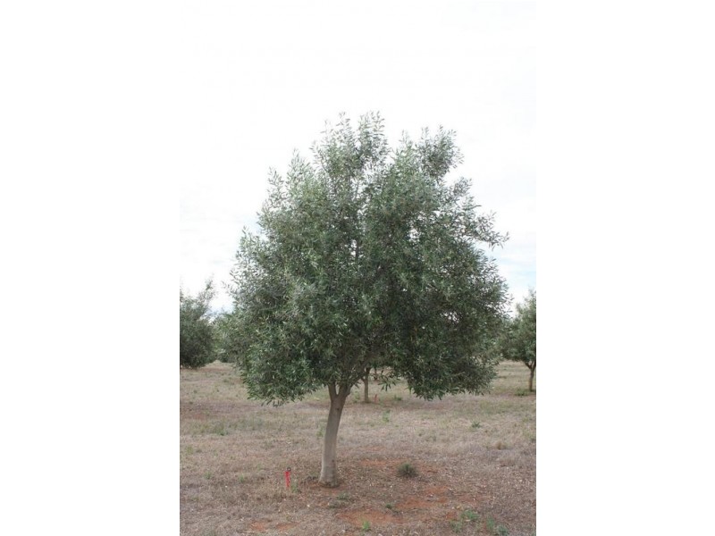 Lot 3 Cambrai Road, Sanderston SA 5237