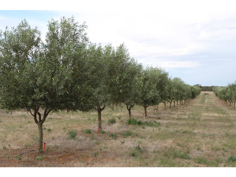 Lot 3 Cambrai Road, Sanderston SA 5237