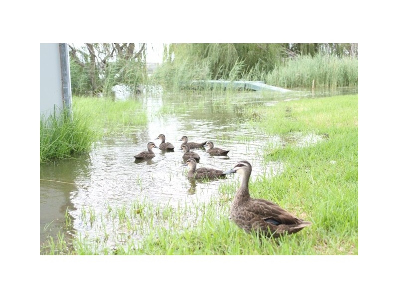 Lot 10 “Five Mile Shack Group” East Front Road, Younghusband via, Mannum SA 5238
