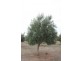 Lot 3 Cambrai Road, Sanderston SA 5237