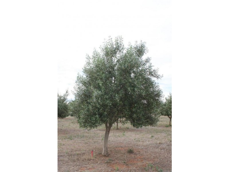 Lot 3 Cambrai Road, Sanderston SA 5237